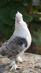 white dove on the grass