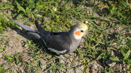 Cockatiel Bird