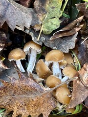 mushrooms in the forest close up