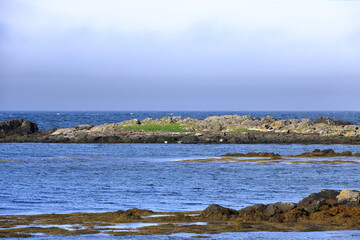 seal watching beach in Illugastadir, Iceland