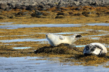 seal in Iceland posing near Illugastadir on the Vatnsnes peninsula