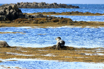 seal in Iceland posing near Illugastadir on the Vatnsnes peninsula