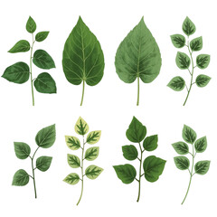 Fototapeta premium Botanical elegance: Assortment of verdant leaves on a contrasting dark backdrop, showcasing