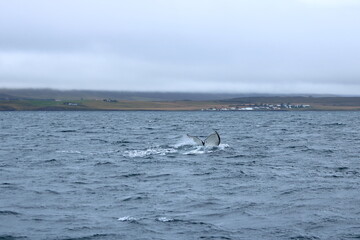 humpback whale in the Eyjafjordur fjord, Iceland