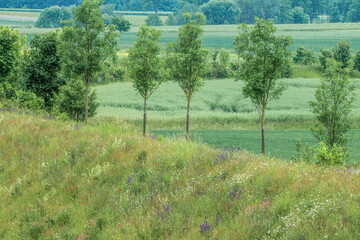 Rural Summer Landscape with Wildflowers and Saplings on a Green Hillside