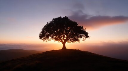 Silhouette of a majestic tree atop a hill bathed in the warm glow of the setting sun landscape
