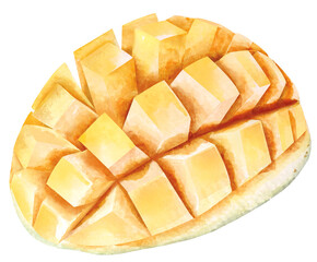 Mango fruit.Hand drawn with watercolor.Perfect for summer.