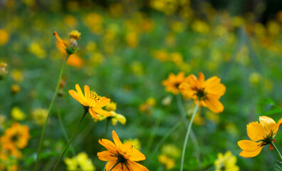 field of yellow flowers