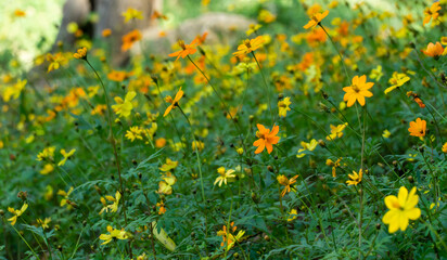 field of yellow flowers dandelions