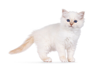 Obraz premium Cute red pointed Sacred Birman cat kitten, standing up side ways. Looking straight to camera with breed specific blue eyes. Isolated on a white background.