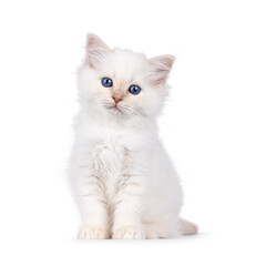 Fototapeta premium Cute red pointed Sacred Birman cat kitten, sitting up facing front. Looking straight to camera with breed specific blue eyes. Isolated on a white background.