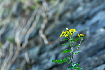 yellow flowers on the rocks