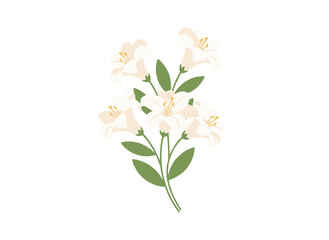 Obraz premium Lily blossoms in a graceful garden, with soft petals, green leaves, and stems, creating a summer floral decoration in a flat vector illustration against a white background