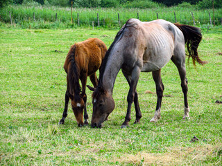 Horse on a grass field
