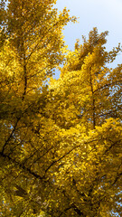 Autumn Ginkgo Leaves in Fall Colors