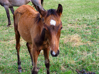 Obraz premium Young horse on a grass field