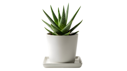 Green aloe vera plant in a white pot isolated on transparent background