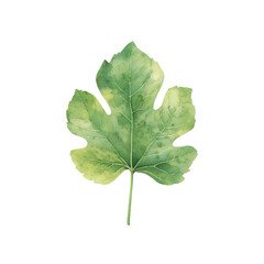 Watercolor fig leaf on a white background. Good for postcards,recipes, menu, invitations, greeting cards.