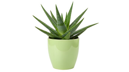 Green aloe vera plant in a light green pot isolated on transparent background
