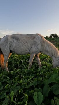 El Lim&oacute;n es un distrito municipal ubicado a unos 28 km al norte del municipio de Saman&aacute;, en la Rep&uacute;blica Dominicana, en la costa norte de la pen&iacute;nsula de Saman&aacute;, frente a la bah&iacute;a de Saman&aacute; y con vist