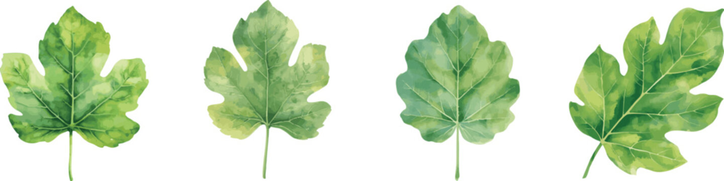 Watercolor set of fig leaf on a white background. Good for postcards,recipes, menu, invitations, greeting cards.
