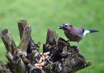 Eichelh&auml;her frisst Erdn&uuml;sse