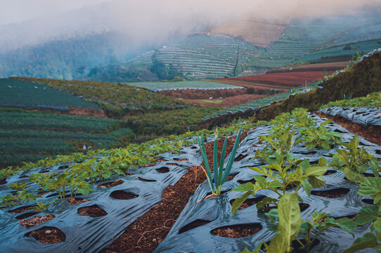 Young crops grow on terraced hillsides where farmers use plastic mulch to protect the soil and improve growth in a cool, mist covered highland field.