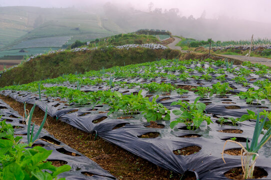 Young crops grow on terraced hillsides where farmers use plastic mulch to protect the soil and improve growth in a cool, mist covered highland field.