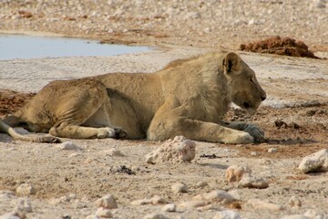 Naklejka premium Löwen Etosha Nationlpark