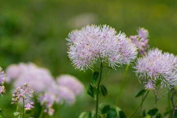 Fototapeta premium Thalictrum aquilegiifolium siberian columbine meadow-rue pink flowers in bloom, wild alpine flowering plant