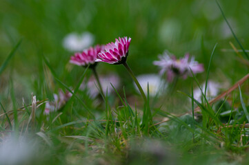 Bellis perennis daisy wild beautiful flowers in bloom, group of flowering plants, white pink petals © Iva