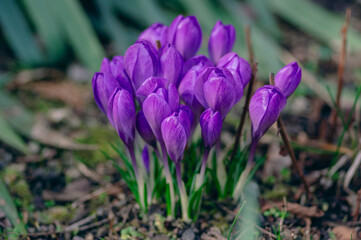 Fototapeta premium Field of flowering crocus vernus plants, group of bright colorful early spring flowers in bloom