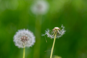Fototapeta premium Common dandelion Taraxacum officinale faded flowers looks like snow ball, ripe cypselae fruits