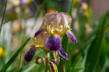 Iris sambucina colorful tall flowering springtime plant, elder scented iris white violet yellow flowers in bloom © Iva