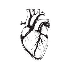 Illustration of the anatomy of the human heart drawing design black and white vector.