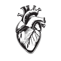 Illustration of the anatomy of the human heart drawing design black and white vector.