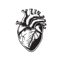 Illustration of the anatomy of the human heart drawing design black and white vector.