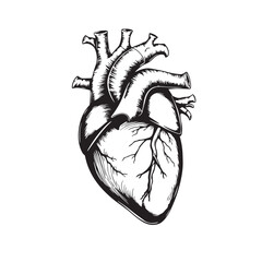 Illustration of the anatomy of the human heart drawing design black and white vector.