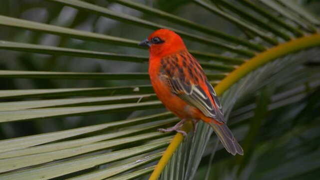 Vibrant red bird perching on palm tree lef