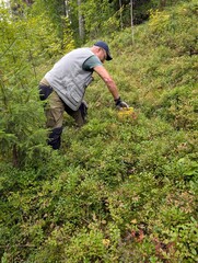 man  collecting blueberry in the forest
