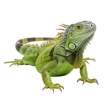 Close up portrait of a vibrant green iguana with detailed scales and intense gaze