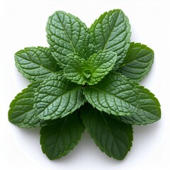 Fresh green mint leaves sprig isolated on a white background.