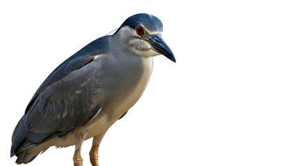 Black-crowned Night Heron Bird with Dark Blue Cap and Distinctive Red Eyes isolated PNG with Transparent Background