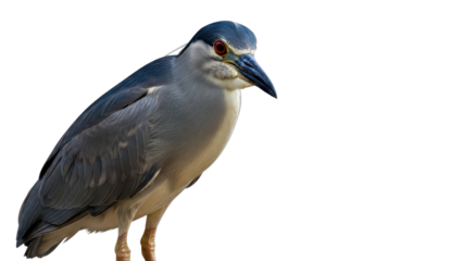 Black-crowned Night Heron Bird with Dark Blue Cap and Distinctive Red Eyes isolated PNG with Transparent Background