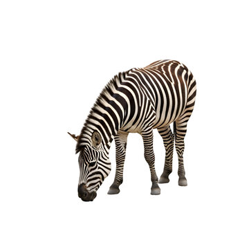 Zebra grazing in dark environment with dramatic lighting and distinctive stripe pattern
