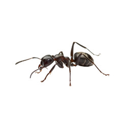 Detailed side view of a carpenter ant on a black background showcasing its anatomy