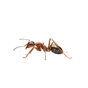 Detailed macro shot of a carpenter ant crawling on a dark surface