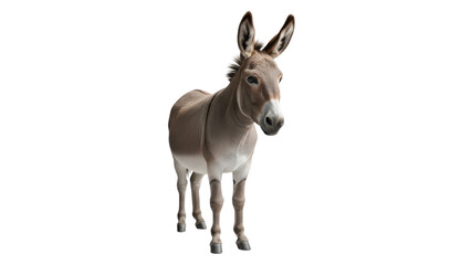 Obraz premium Cute domestic donkey standing with long ears and calm expression isolated PNG with Transparent Background