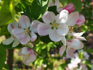 apple tree blossom orchard spring