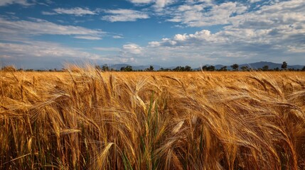 Wheat fields stretch endlessly waving gently in the breeze under a vibrant sky capturing serenity.